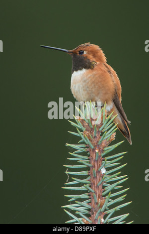 Un maschio rufous hummingbird (Selasphorus rufus) appollaiato sulla cima di un albero di pino, Clearwater National Forest, Idaho Foto Stock