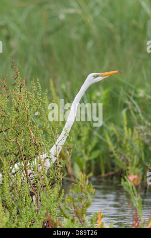 Un Airone bianco maggiore (Ardea alba) cacce in bayou di Anahuac National Wildlife Refuge, Texas Foto Stock