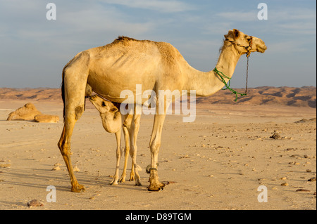 La madre e il bambino baby cammello dromedario dromedar due 2 sia felice succhiare allattamento neonato serata idilliaco blu cielo sabbia mounta in pietra Foto Stock