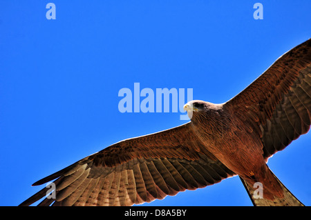 Falco in volo closeup, Africa Foto Stock