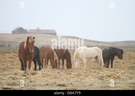 Scena invernale di cavalli in Islanda Foto Stock
