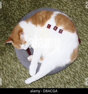 Una foto di scorta con un gatto che cattura le sue funzioni ed espressioni. Foto Stock