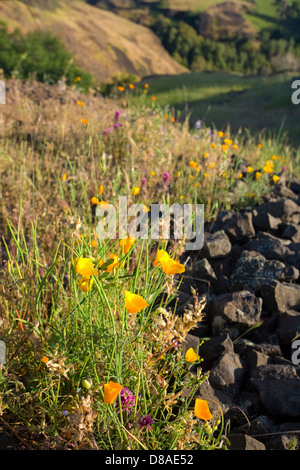 La molla papaveri e altri fiori selvatici in California rurale Foto Stock