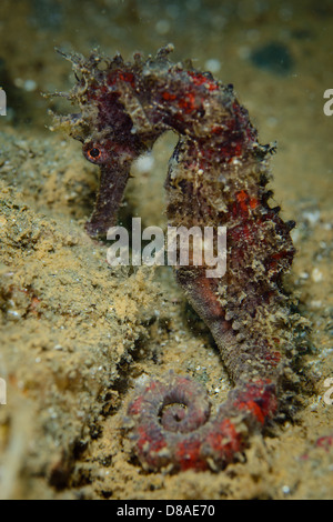 Un molto da vicino la vista di un marrone o spinoso spinoso cavalluccio preso in Ambon , Indonesia Foto Stock