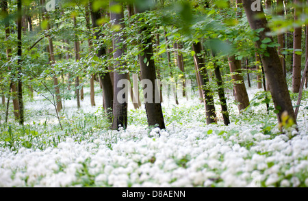 Aglio selvatico (Allium ursinum) fioritura nel bosco di faggio Foto Stock