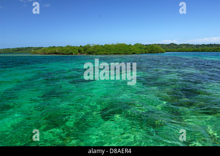 Palude di mangrovie nella piccola isola. Bocas del Toro arcipelago Foto Stock