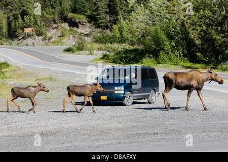 Alci femmina e due vitelli di interrompere il traffico in remoto la città di chitina, Alaska, STATI UNITI D'AMERICA Foto Stock