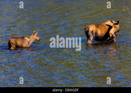 Alci femmina e vitello di nuoto nel Lago di città, chitina, Alaska, STATI UNITI D'AMERICA Foto Stock