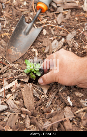 Per piantare un giovane piantina in giardino Foto Stock