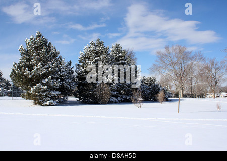 Gli alberi innevati si ergono alti contro un cielo azzurro, mostrando la tranquillità e la bellezza di un paesaggio invernale. Il contrasto tra neve bianca e cielo azzurro crea una tranquilla scena invernale. Foto Stock