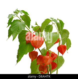 Ramo della lanterna cinese (Physalis alkekengi) isolato su bianco Foto Stock