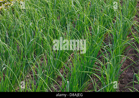 Aglio erba cipollina cresce su un terreno. Foto Stock