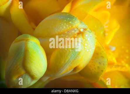 Dewdrops su un giallo fresia. Foto Stock