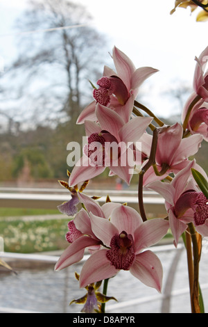 CYMBIDIUM RIEVAULX HAMSEY X. PINK ORCHID. Foto Stock