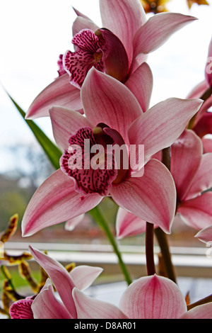 CYMBIDIUM RIEVAULX HAMSEY X. PINK ORCHID. Foto Stock