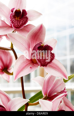 CYMBIDIUM RIEVAULX HAMSEY X. PINK ORCHID. Foto Stock