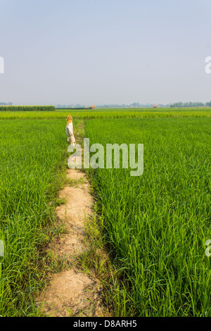 Lo Spaventapasseri in paddy Foto Stock