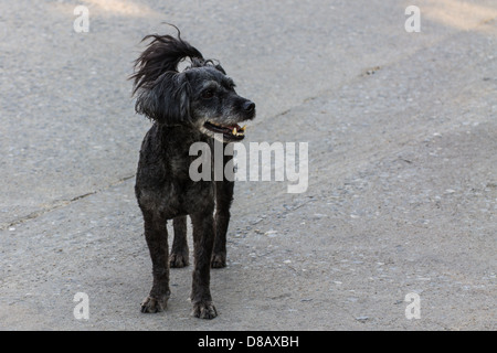 Nero cane Shaggy giacenti presso la strada, incrocio tra un cocker spaniel e un barboncino Foto Stock