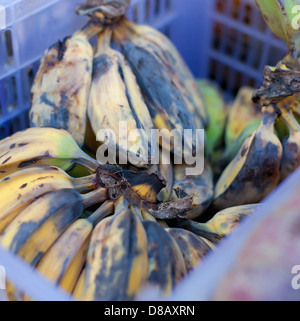 Banane sul mercato asiatico Foto Stock