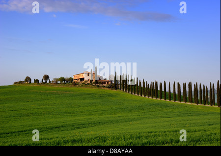 Italia, Toscana, Val d'Orcia, Agriturismo Poggio Covili, campi di grano, alberi di cipresso e casa Foto Stock