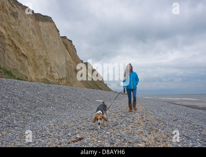 Giovane donna beagle a piedi sulla spiaggia di ciottoli sulla breve piombo. Foto Stock