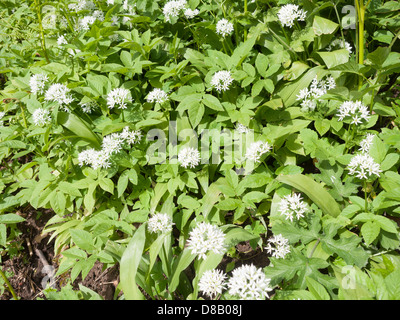 Aglio selvatico Allium ursinum fioritura in primavera nel bosco di latifoglie nel nord-est dell' Inghilterra Foto Stock