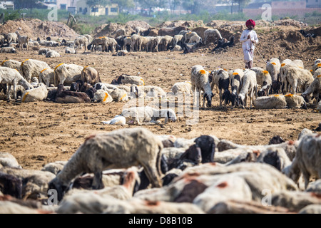 Rajput pastore, Rajasthan, India Foto Stock