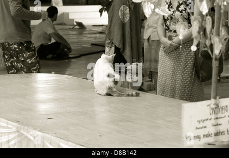 PHUKET, Thailandia Febbraio 15 2013: Boy gioca con gatto a Big Buddha Park Foto Stock