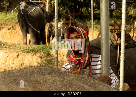 CHALONG, Phuket, Thailandia Febbraio 15 2013: Elefanti a mostrare sul ciglio della strada al di fuori del Grande Buddha Park Foto Stock