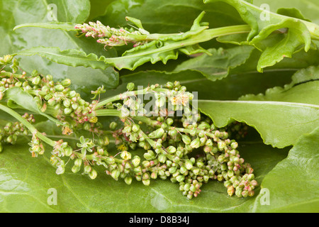 Il sorrel herb semi macro closeup Foto Stock