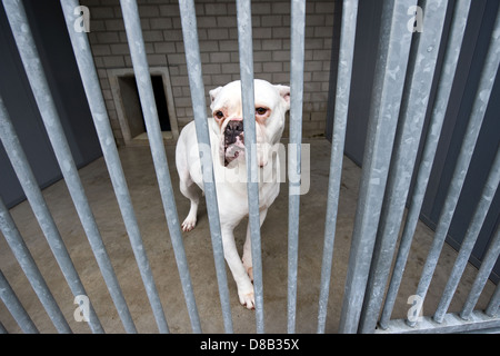 Senzatetto cane dietro le sbarre in un ricovero di animali Foto Stock