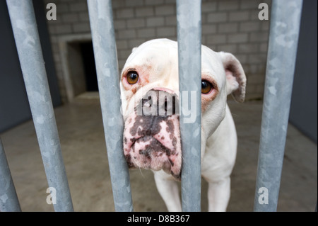 Senzatetto cane dietro le sbarre in un ricovero di animali Foto Stock