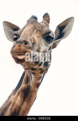 Colpo alla testa di una giraffa Rothschild, con un po' di linguetta sporgente, Kenya, Africa Foto Stock