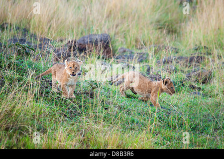 Due piccoli cuccioli di Lion, Panthera leo, uno che grida e guardando la telecamera, il Masai Mara riserva nazionale, Kenya, Africa Foto Stock