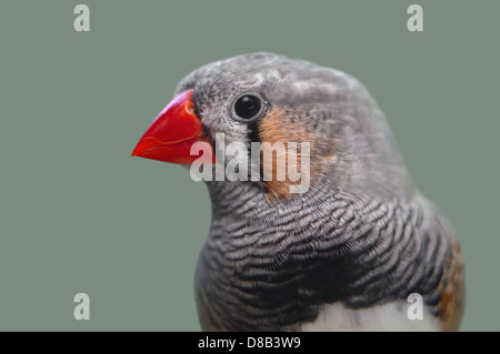 Ritratto di zebra finch, Taeniopygia guttata Foto Stock