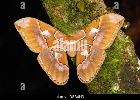 Seta gigante Tarma (Rothschildia triloba) nella foresta pluviale di Volcan Parco Nazionale Arenal Foto Stock