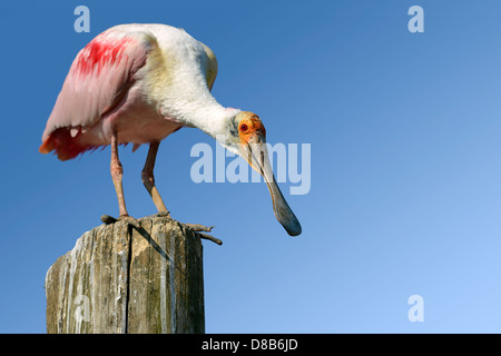 Roseate Spatola (Platalea ajaja) appollaiato su legno post sul cielo blu sullo sfondo Foto Stock