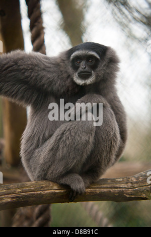 Un giovane prigioniero gibbon argenteo (Hylobates moloch) seduta nel contenitore. Foto Stock