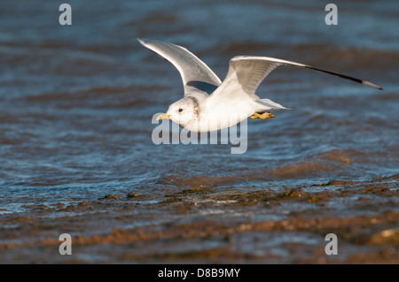 Gabbiano comune in volo sopra il litorale, Norfolk, Inghilterra Foto Stock