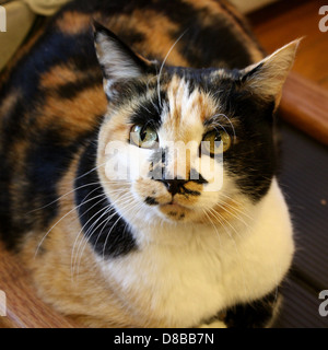 Un'immagine ravvicinata di un gatto calico, che mostra la sua distinta pelliccia tricolore di bianco, nero e arancione. Questa razza è conosciuta per la sua colorazione unica e la sua personalità giocosa. Foto Stock