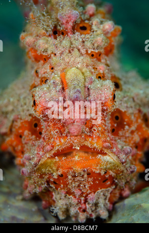 Un dipinto di rana pescatrice (Antennarius pictus) rimanendo messo pronto per la caccia di una possibile preda. Preso in Indonesia Ambon Foto Stock