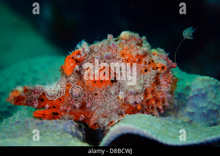 Un dipinto di rana pescatrice (Antennarius pictus) rimanendo messo pronto per la caccia di una possibile preda. Preso in Indonesia Ambon Foto Stock