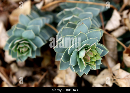 Un primo piano delle mirsiniti di Euforbia (Myrtle spurge), nota anche come coda d'asino, che mostra i suoi gambi verdi unici e i piccoli fiori gialli. Foto Stock