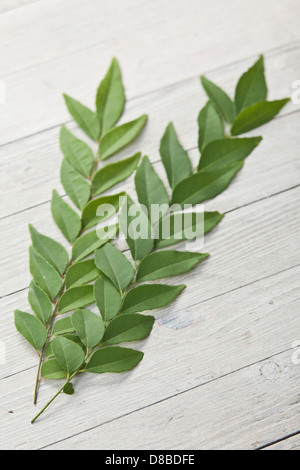 Due rametti freschi di curry foglie di albero su un rustico di superficie di legno. Foto Stock