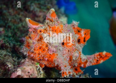 Un dipinto di rana pescatrice (Antennarius pictus) rimanendo messo pronto per la caccia di una possibile preda. Preso in Indonesia Ambon Foto Stock