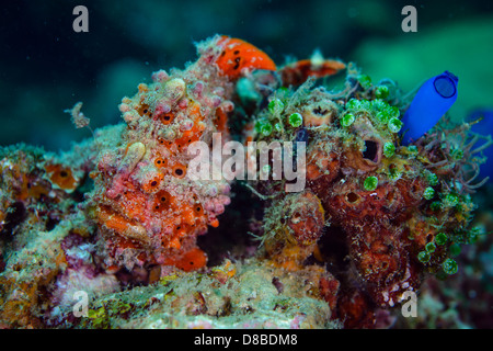 Un dipinto di rana pescatrice (Antennarius pictus) rimanendo messo pronto per la caccia di una possibile preda. Preso in Indonesia Ambon Foto Stock