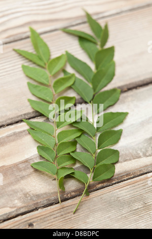 Due rametti di curry fresche foglie di albero su un legno sabbiato tabella. Foto Stock