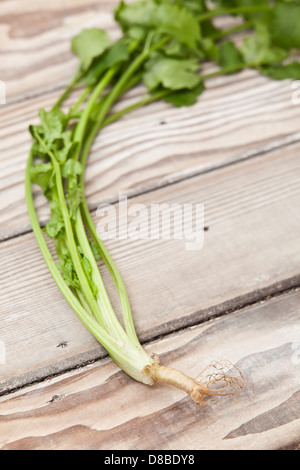 Un rametto fresco di foglie di coriandolo con radici attaccato su una levigata la superficie di legno. Foto Stock