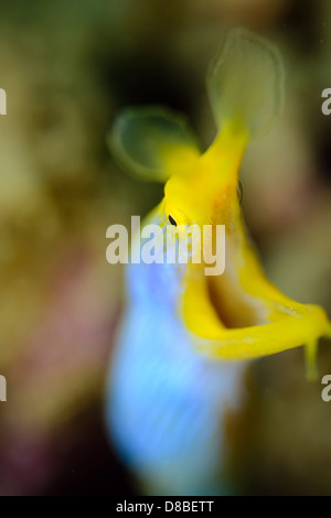 Un maschio Blue Ribbon anguilla (Rhinomuraena quaesita) ritratto con un bellissimo bokeh colore in background Foto Stock