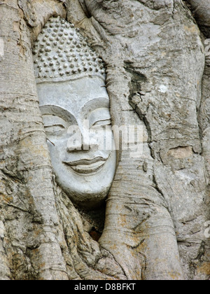 Testa di immagine del Buddha in radice di bodhi tree in Ayutthaya, Thailandia Foto Stock